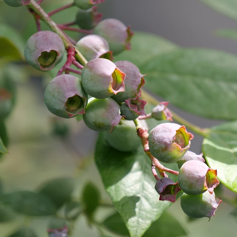 'Legacy' Blueberry 1 'Legacy' Blueberry