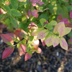 Sky Dew™ Gold Vaccinium -Flower Shop VacciniumSkyDewGoldP1106254 800x800 75523be