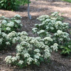 Lil Ditty® Dwarf Viburnum -Flower Shop Viburnum Lil Ditty 3 P