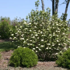 Red Balloon® Lantanaphyllum Viburnum -Flower Shop Viburnum Red Balloon 2