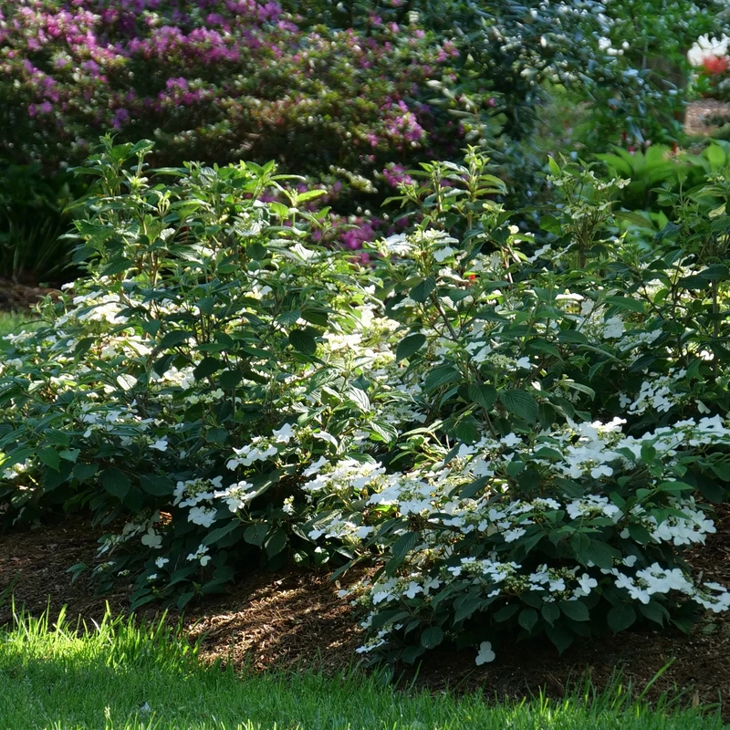 Steady Eddy™ Doublefile Viburnum 2 Steady Eddy™ Doublefile Viburnum - Image 2