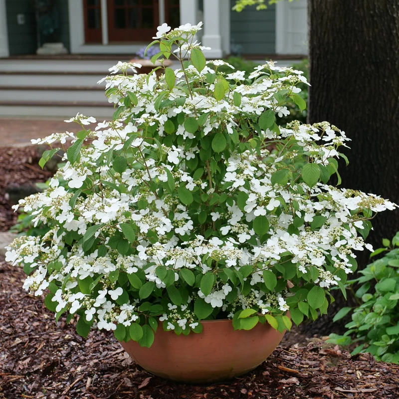 Steady Eddy™ Doublefile Viburnum 1 Steady Eddy™ Doublefile Viburnum