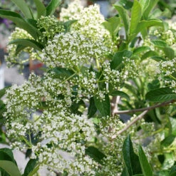 Yardline™ Viburnum -Flower Shop Viburnum Yardline P1225522b
