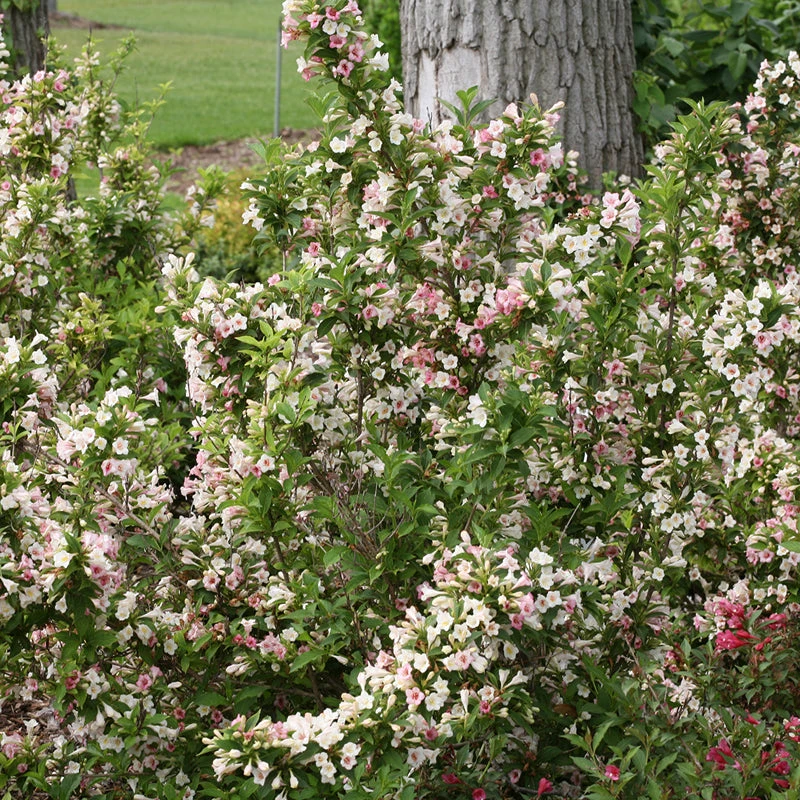 Sonic Bloom® Pearl Weigela 1 Sonic Bloom® Pearl Weigela