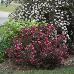 Wine & Roses Weigela 7 Wine & Roses Weigela -Flower Shop Weigela Wine Roses 1