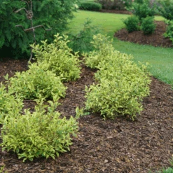 Bubbly Wine™ Weigela -Flower Shop WeigelaBubblyWineDSC04588 800x800 fef1585