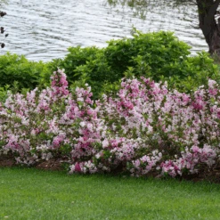 Czechmark Trilogy® Weigela 8 Czechmark Trilogy® Weigela -Flower Shop WeigelaCzechmarkTrilogyP1060922 800x800 2a9d56d