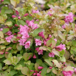 Midnight Sun™ Weigela -Flower Shop WeigelaMidnightSunP1184011 800x800 af8f5c9