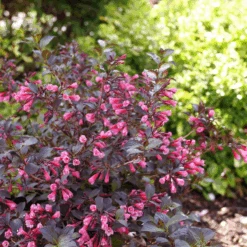 Very Fine Wine™ Weigela -Flower Shop WeigelaVeryFineWineP1162632 800x800 7a32969