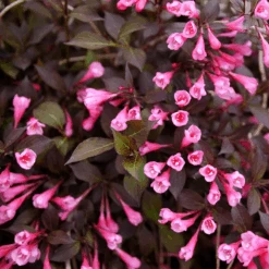 Very Fine Wine™ Weigela -Flower Shop WeigelaVeryFineWineP1173290 800x800 2d50814