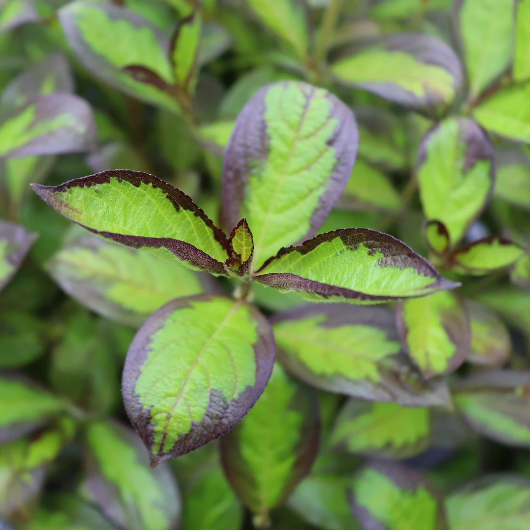 Vinho Verde® Weigela 1 Vinho Verde® Weigela