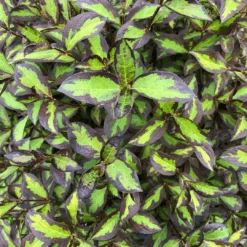 Vinho Verde® Weigela 8 Vinho Verde® Weigela -Flower Shop WeigelaVinhoVerdeIMG 1202 1080x1080 123ad77