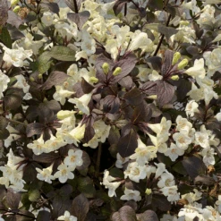 Wine & Spirits™ Weigela -Flower Shop WeigelaWineSpiritsIMG 7142 1080x1080 8ecb085