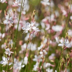 'Whirling Butterflies' Beeblossom (Gaura)