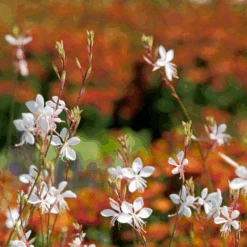 'Whirling Butterflies' Beeblossom (Gaura) -Flower Shop Whirling Butterflies Beeblossom Gaura 1
