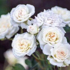 White Drift® Rose -Flower Shop WhiteDrift Rose 3