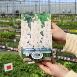 'White Prosperity' Gladiolus -Flower Shop WhiteProsperity Gladiolus