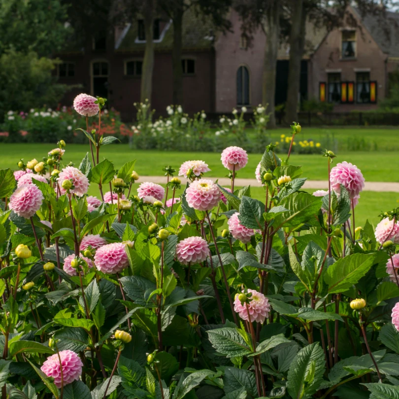 'Wizard Of Oz' Dahlia 2 'Wizard Of Oz' Dahlia - Image 2