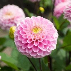 'Wizard Of Oz' Dahlia