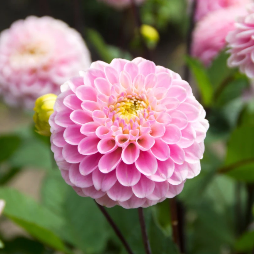 'Wizard Of Oz' Dahlia 1 'Wizard Of Oz' Dahlia