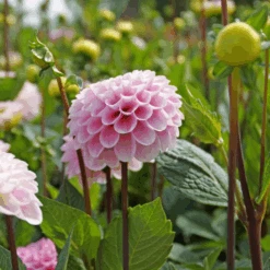 'Wizard Of Oz' Dahlia 6 'Wizard Of Oz' Dahlia -Flower Shop Wizard of Oz Dahlia 2