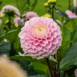 'Wizard Of Oz' Dahlia 7 'Wizard Of Oz' Dahlia -Flower Shop Wizard of Oz Dahlia 3