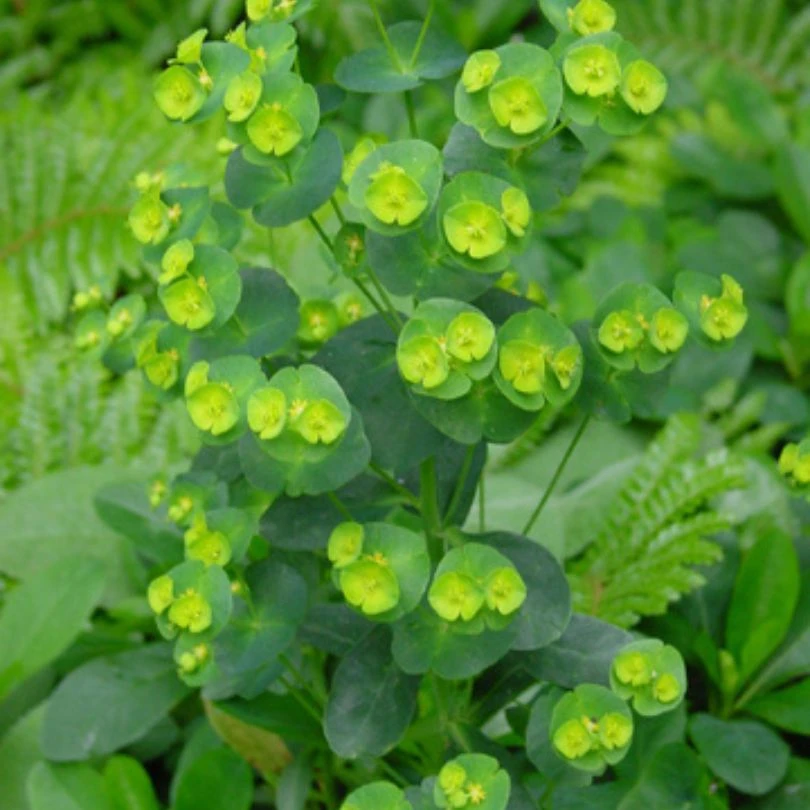 Wood Spurge (Euphorbia) 2 Wood Spurge (Euphorbia) - Image 2