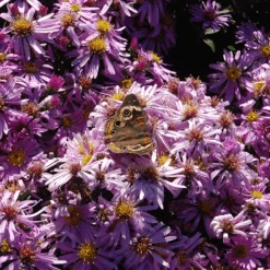 'Wood's Pink' Aster -Flower Shop Woods pink aster