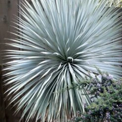 'Sapphire Skies' Yucca -Flower Shop Yucca Sapphire Skies 3