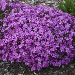 'Magenta Sprite' Hybrid Spring Phlox -Flower Shop a3a561a4ec62518a5b11e34186cf3056