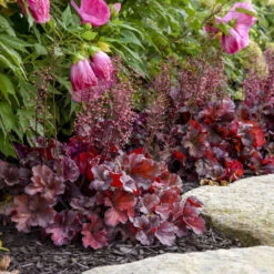 Primo® 'Mahogany Monster' Coral Bells -Flower Shop a7cddb4016d96a7b92c795de587aaf69
