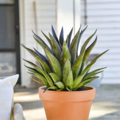 ART & SOL™ 'Thunderbird' Mangave -Flower Shop aa4fcf4cc1534515b7042d3f7c841a06