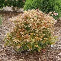Funshine® Abelia 8 Funshine® Abelia -Flower Shop abelia funshine 1 P sw