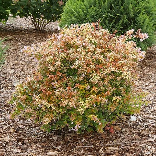 Funshine® Abelia 4 Funshine® Abelia - Image 4