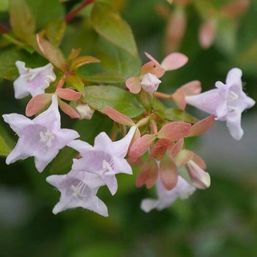 Funshine® Abelia 2 Funshine® Abelia - Image 2