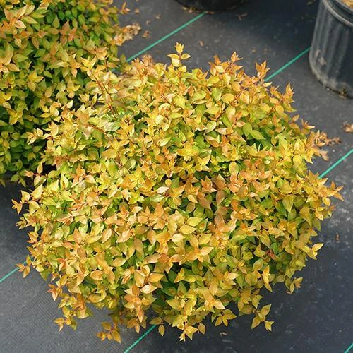Funshine® Abelia 3 Funshine® Abelia - Image 3