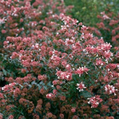 Ruby Anniversary® Abelia -Flower Shop abelia ruby anniversary 4 P
