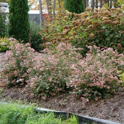 Ruby Anniversary® Abelia -Flower Shop abelia ruby anniversary 5 P