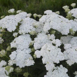 'Firefly Diamond' Yarrow -Flower Shop achillea firefly diamond yarrow 2 sw