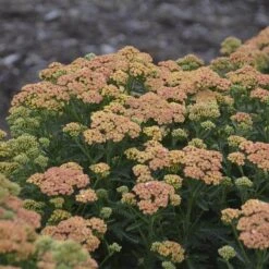 'Firefly Peach Sky' Yarrow -Flower Shop achillea firefly peach sky yarrow 3 sw