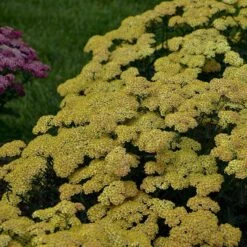 'Firefly Peach Sky' Yarrow -Flower Shop achillea firefly peach sky yarrow 4 sw