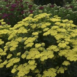'Firefly Sunshine' Yarrow -Flower Shop achillea firefly sunshine yarrow 2 sw