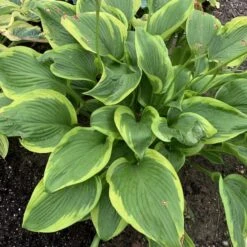 Shadowland® 'Lone Star' Hosta 6 Shadowland® 'Lone Star' Hosta -Flower Shop adf534505a6fa203ffe8e4351850b130