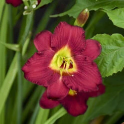 'Pardon Me' Daylily -Flower Shop aec67857338f32b0b78ea7cd5cb76e30