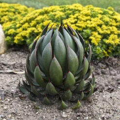 Mad About Mangave® 'Praying Hands' Mangave -Flower Shop afbb6542cb79ae203ddfc72e4d86b703