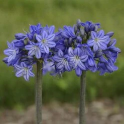 'Galaxy Blue' Lily-of-the-Nile -Flower Shop agapanthus galaxy blue lily of the nile 2 sw