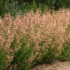 Meant To Bee™ Queen Nectarine Hummingbird Mint 8 Meant To Bee™ Queen Nectarine Hummingbird Mint -Flower Shop agastache queen nectarine