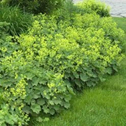 Lady's Mantle