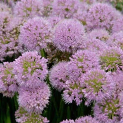 'Millenium' Allium -Flower Shop allium millenium 2