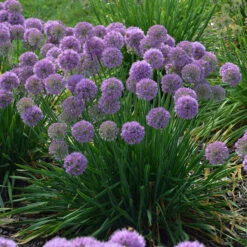 'Serendipity' Allium -Flower Shop allium serendipity german garlic 1 P